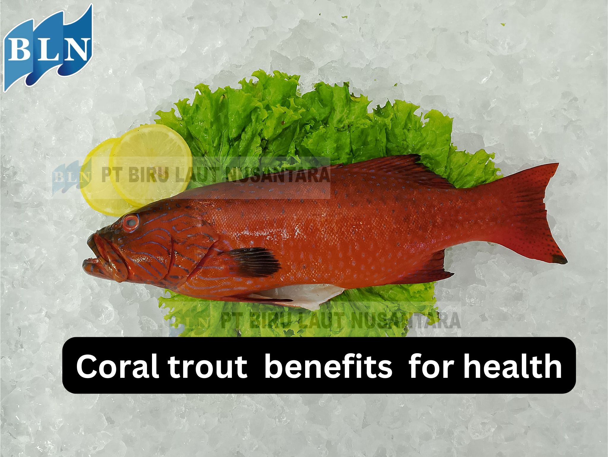 Here Are The Coral Trout with All The Benefits for  Health